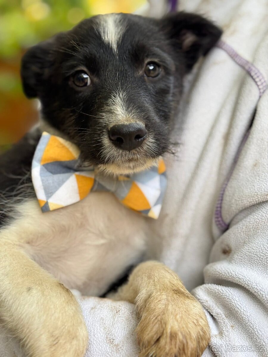DIANKA - štěně, fenečka 3-4 měsíce