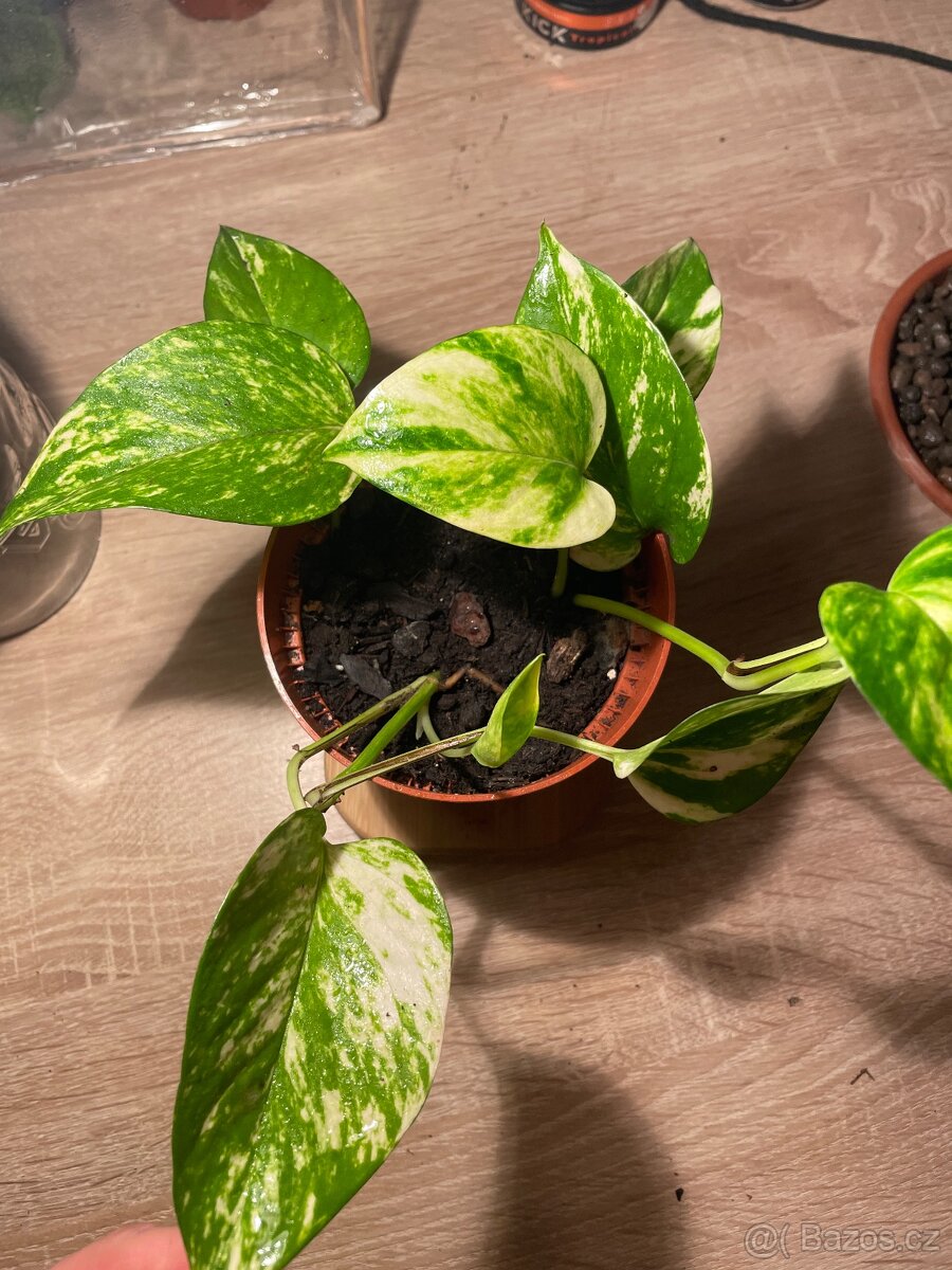 Šplhavnice zlatá (Epipremnum aureum golden)