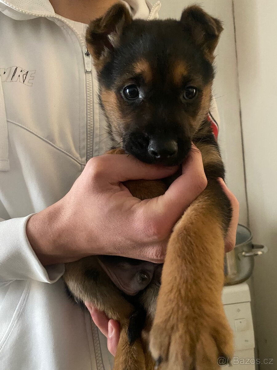 Štěně Německého ovčáka s belgickým ovčákem-MELENOIS