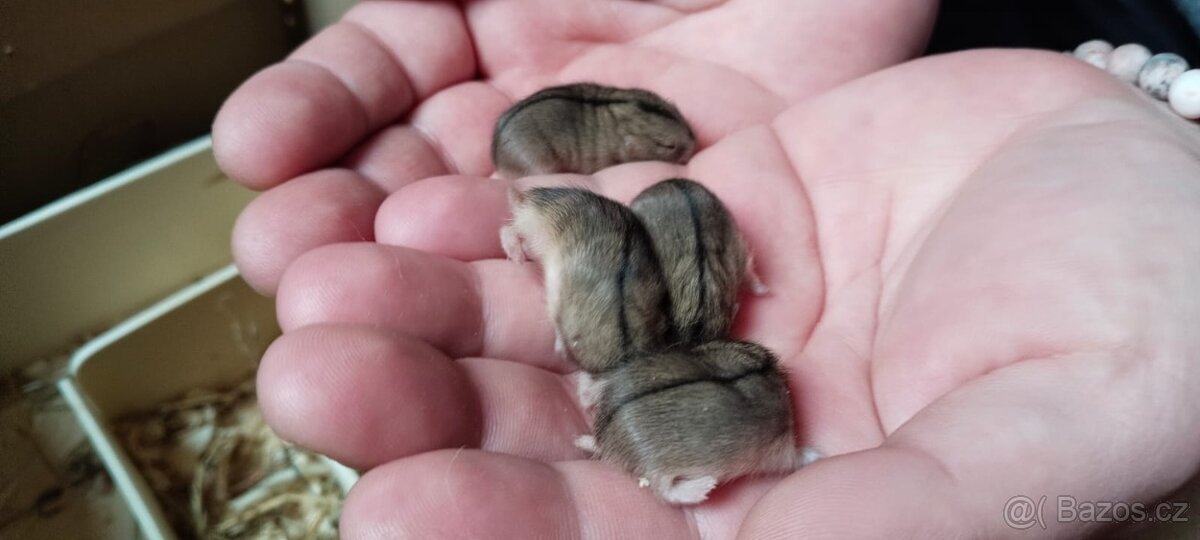 Pestruška písečná