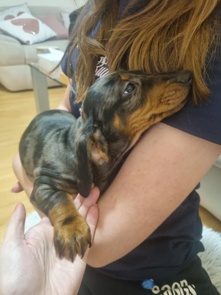 Jezevčík hladkosrstý tygrovaný - pejsek