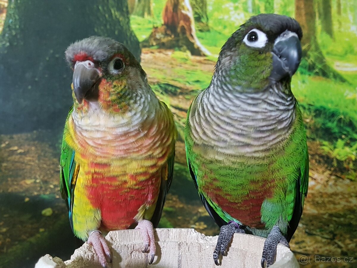 Koupím Pyruru zelenolící