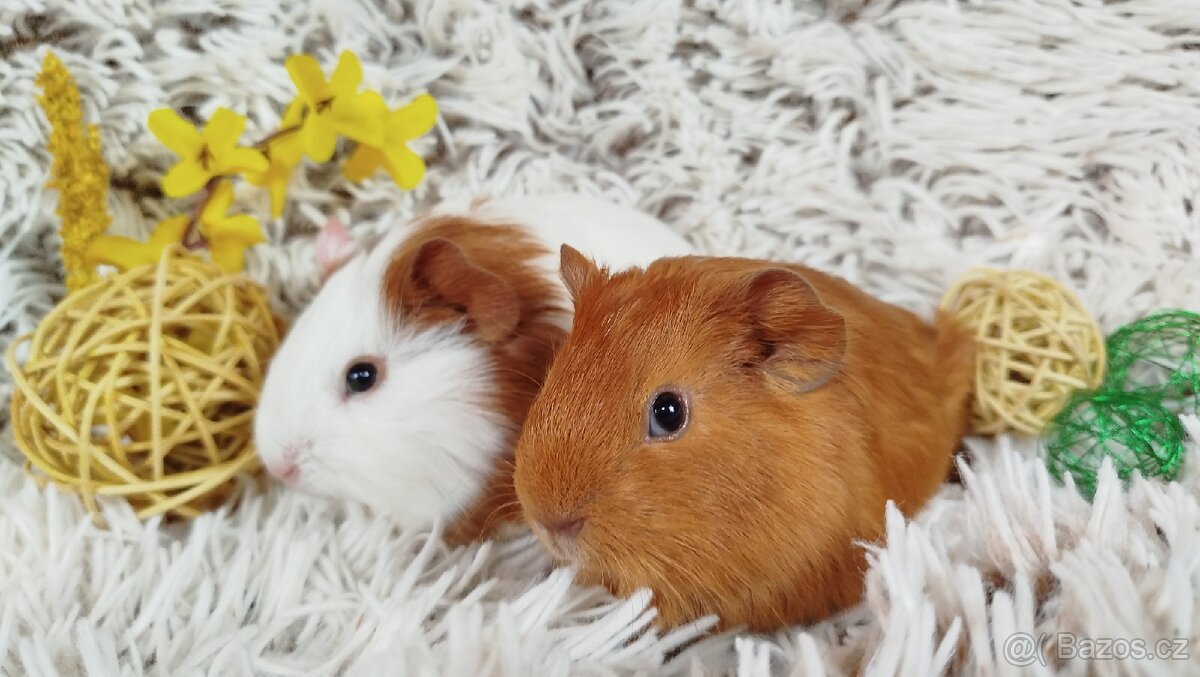 Morče, Morčátko, Morčátka, Morčata - LOLA A LUNA