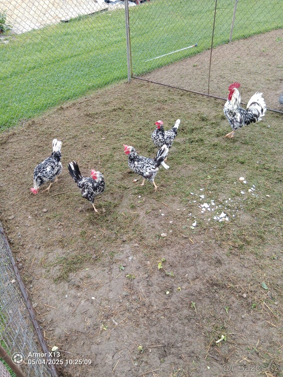 Násadbová vejce VLASKA EXCHEQUER