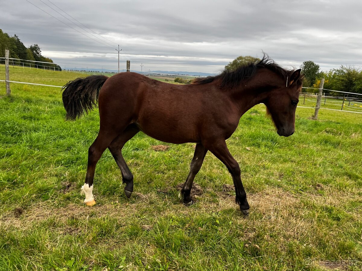 Welsh pony (C) hřebeček