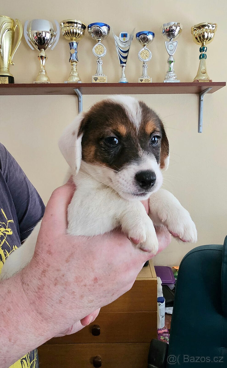 Prodám štěně (pejska) Jack Russell teriéra s PP