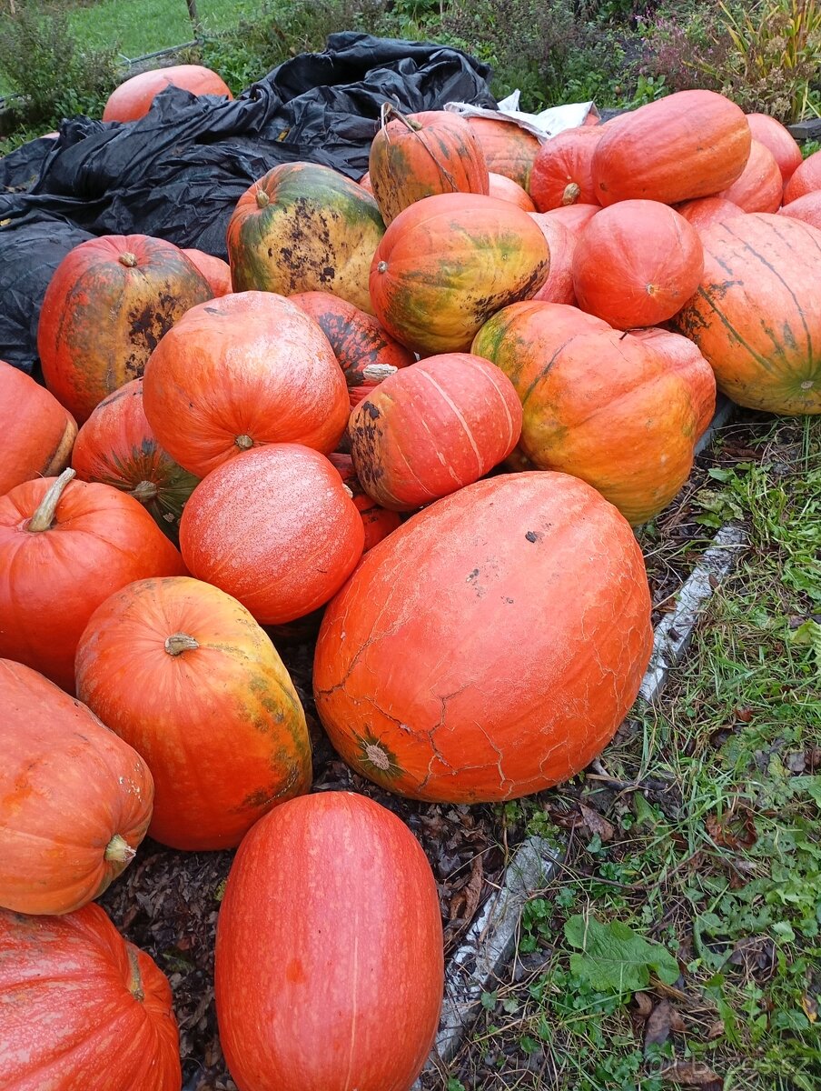 Prodám velké dýně na halloween, zavaření, nebo sušení