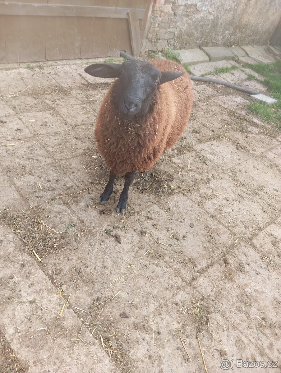 vf beran a nepřibuzná ovce