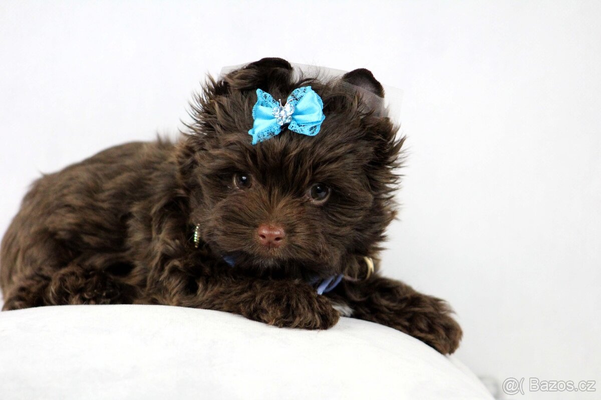 jorkšírský terrier s PP