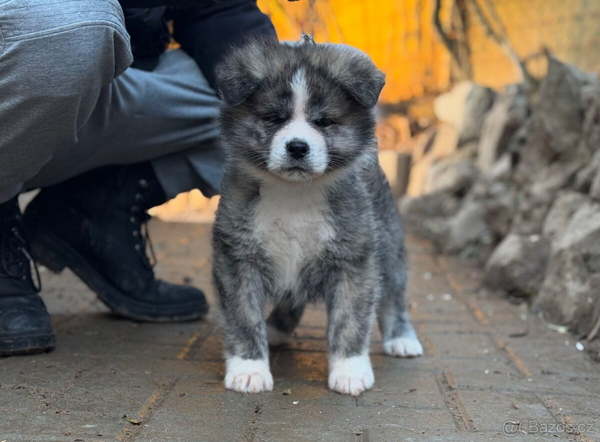 Akita Inu s průkazem původu (PP) - FCI & AKIHO