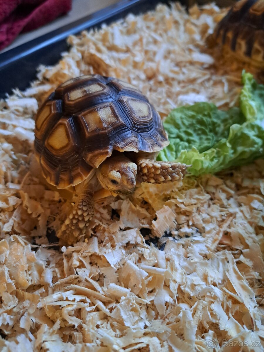 Suchozemská želva ostruhatá