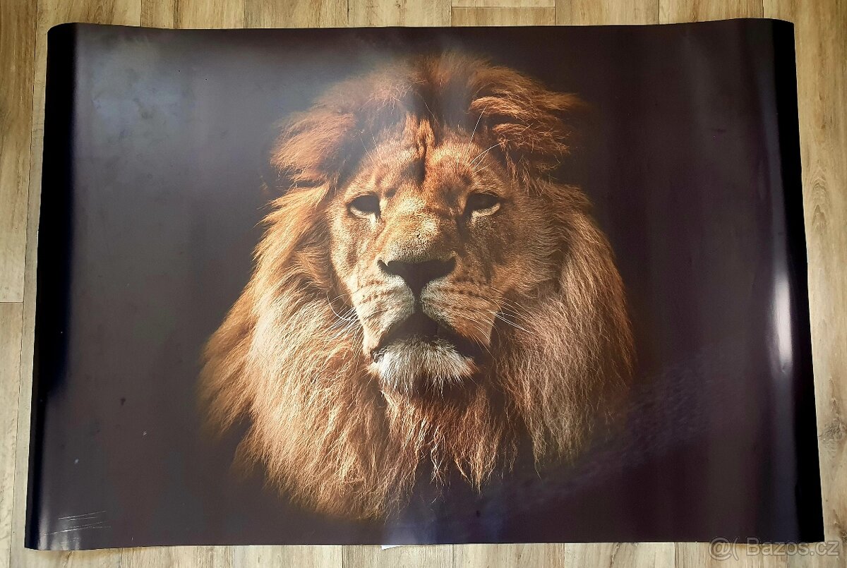 Prodám plakat lva 120x80cm