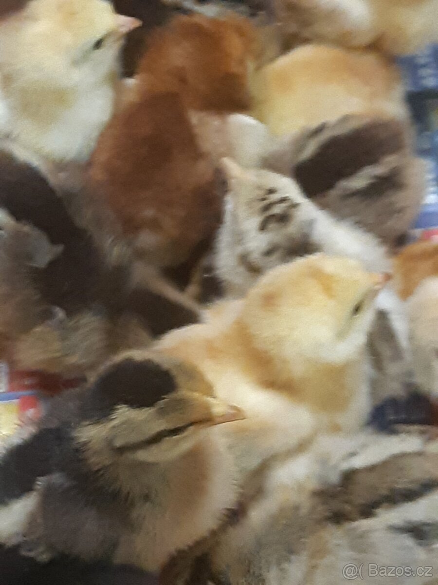 Rodajlendky, Australky,Vlašky,Kropenky,,