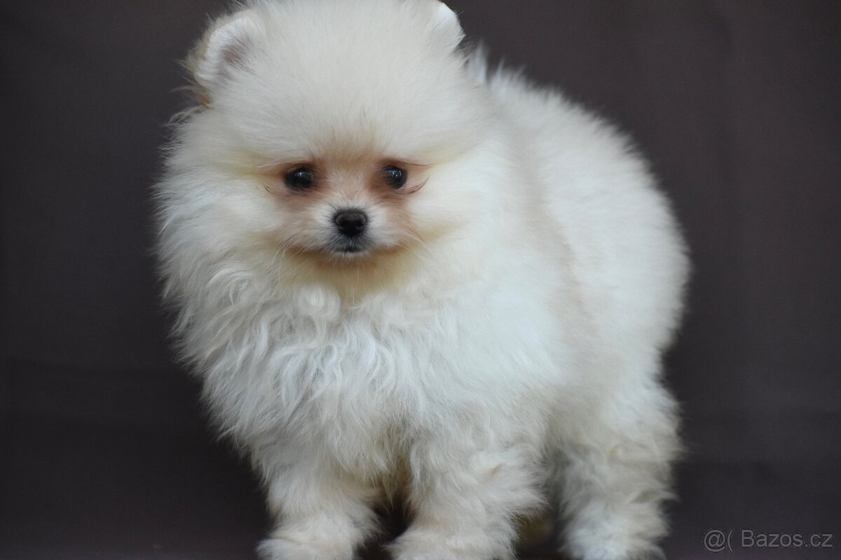 Pomeranian