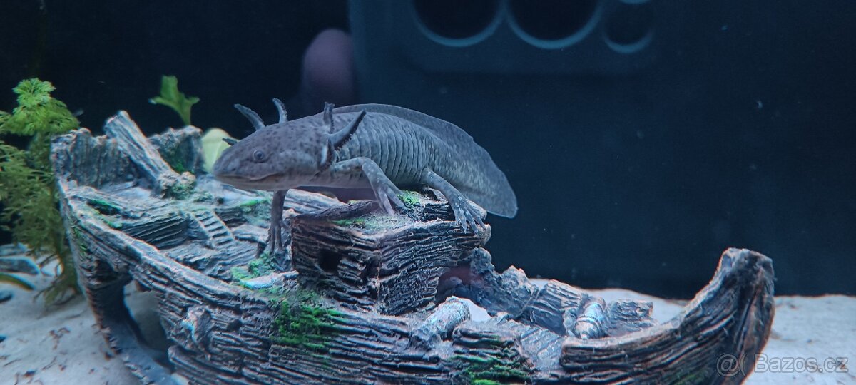 Axolotl mexický