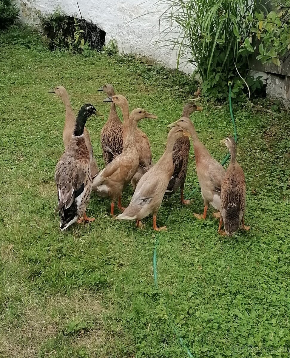 Indický běžec - pár (3x)