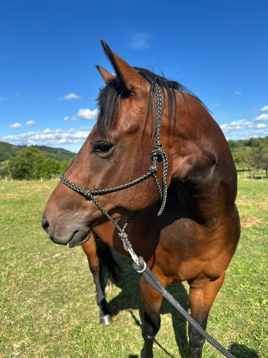 Valach QH 4,5 roku