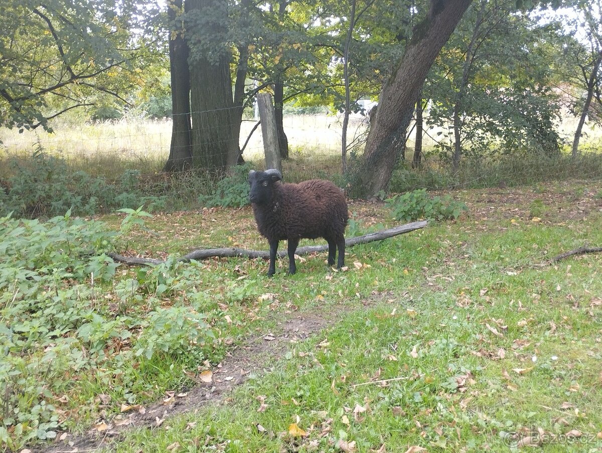 Ouessantský beránek