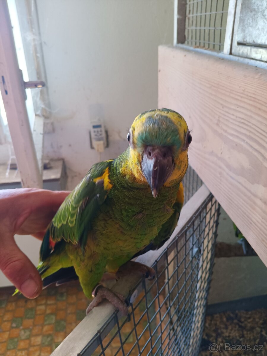 Amazoňan modročelý