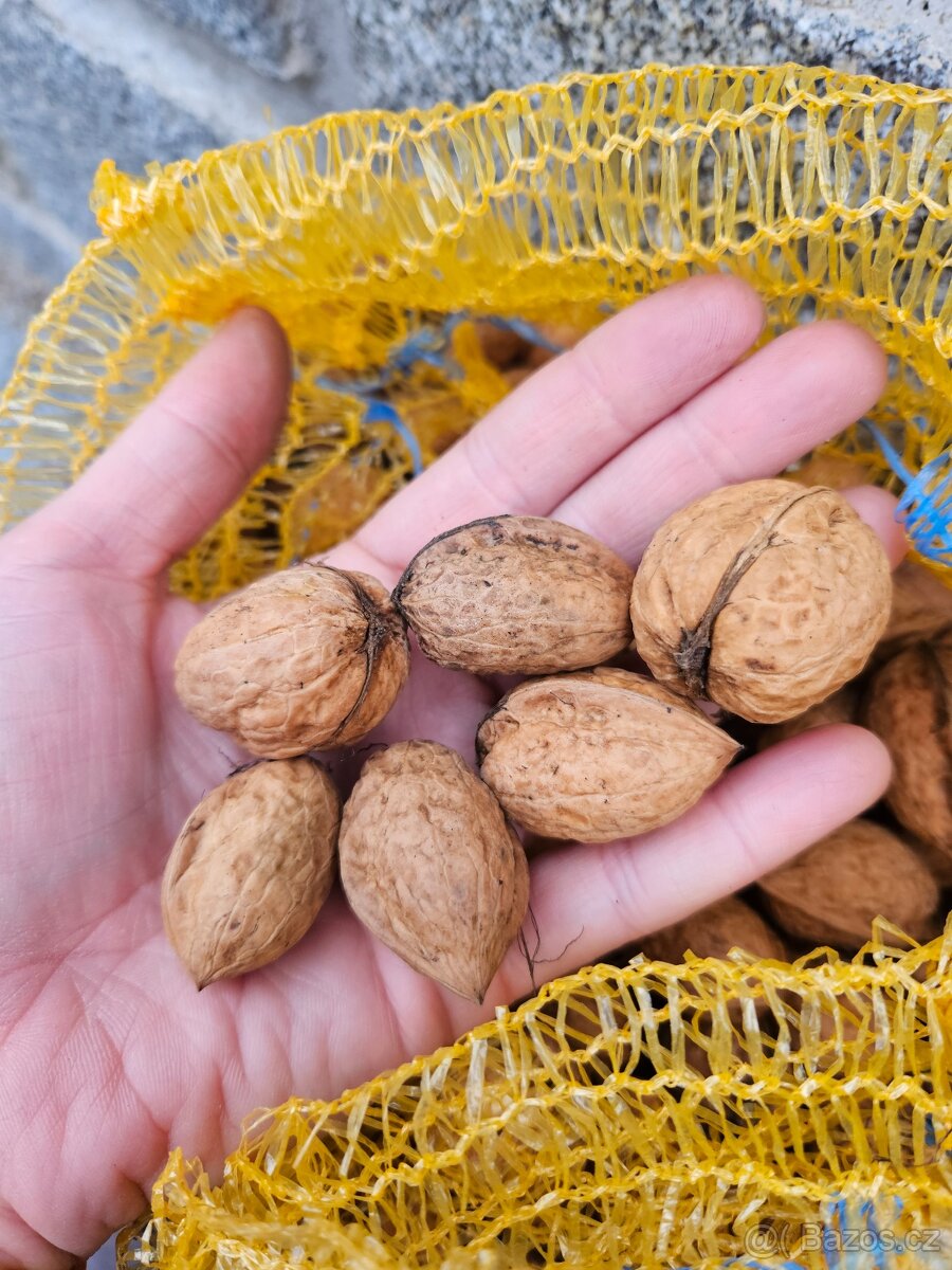 Vlašské ořechy - letošní