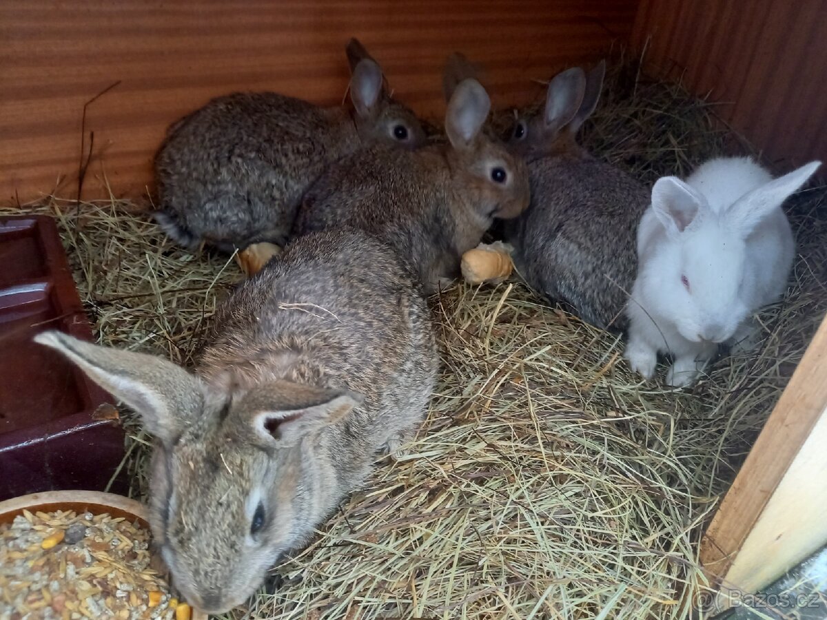 Mladé kraliky na dokrmení