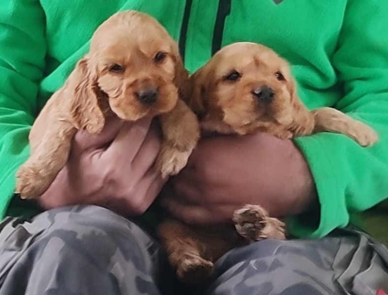 Anglický kokršpaněl - pes a fenka