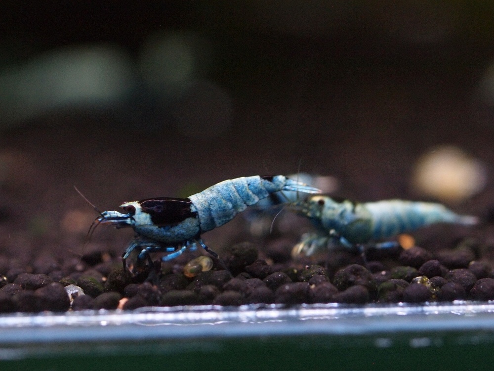 Krevetky caridina blue shadow mosura