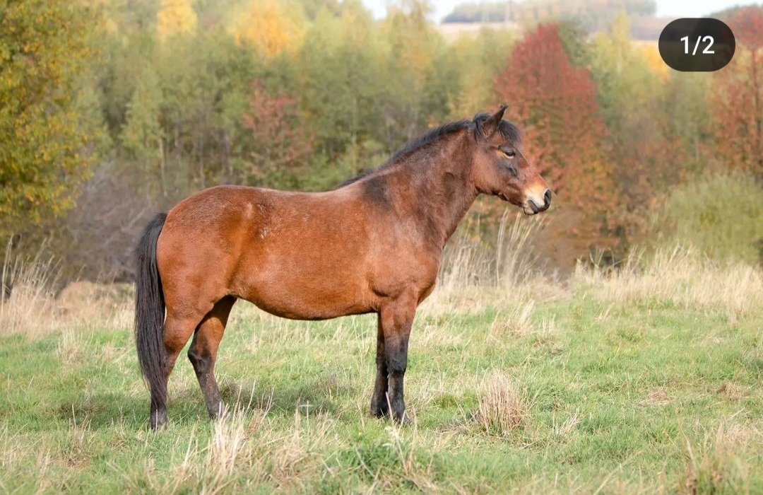 Velká huculská klisna, hucul, hnědka, skoky. Chcesz, żebym