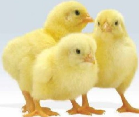 Prodám brojlerová kuřata;brojleři;brojler,kurata,kuřata ROSS