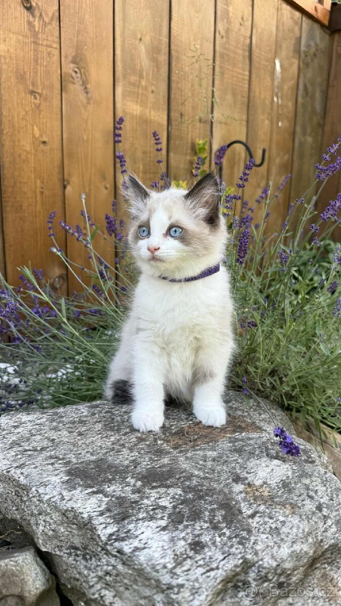 Kocourek plemene Ragdoll