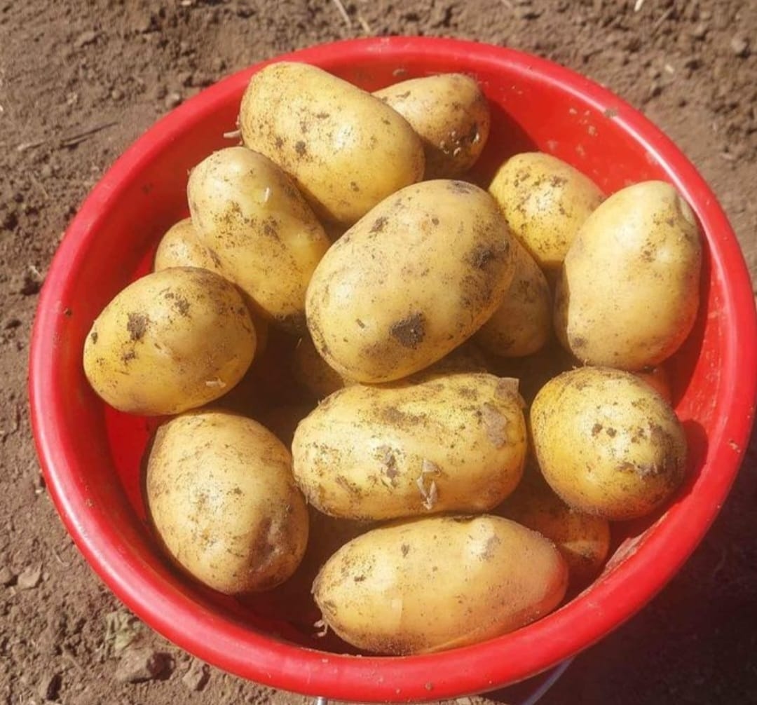 Rané domácí brambory