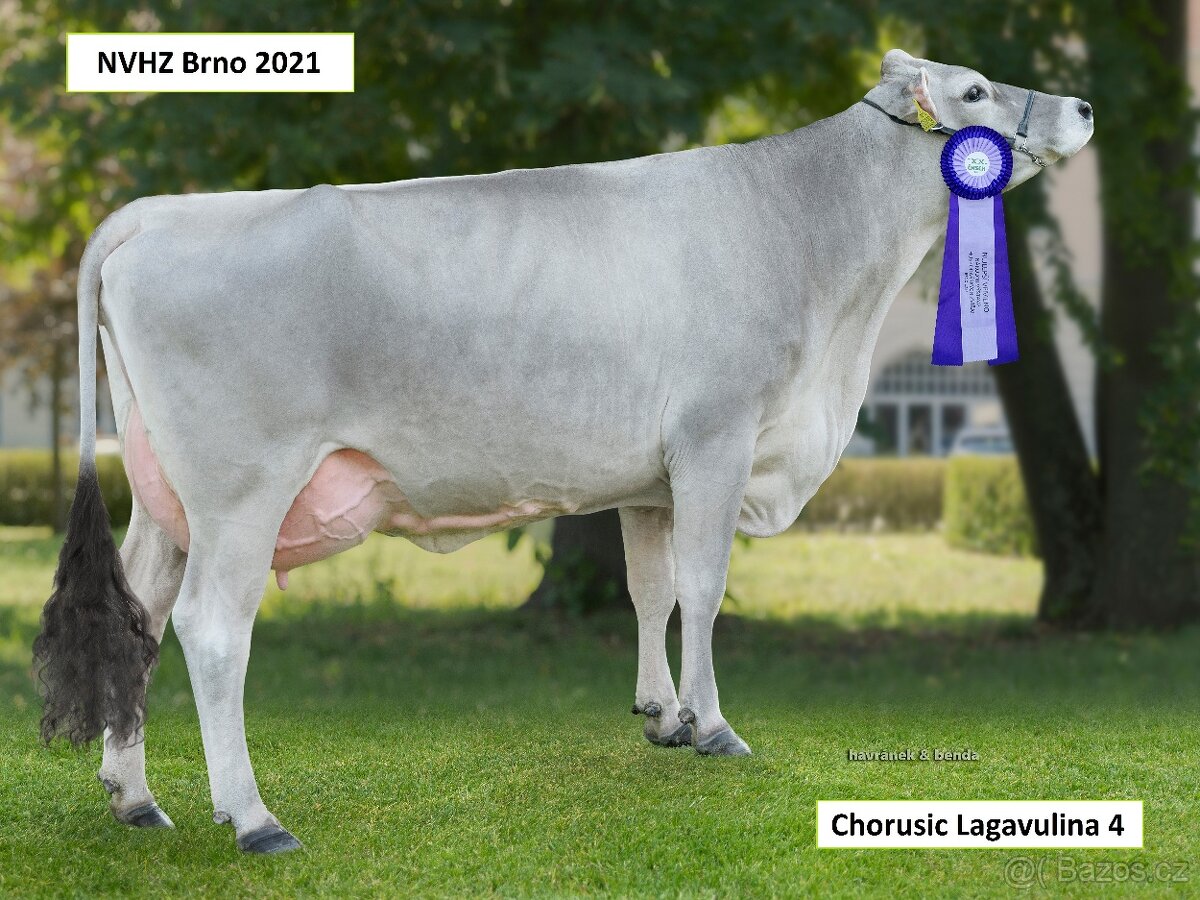 Plemenný býk Brown Swiss