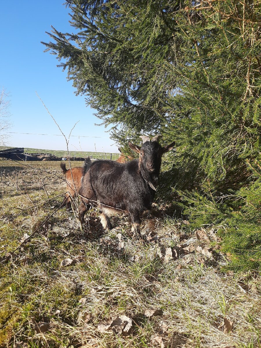 Kozel zakrslá holandská