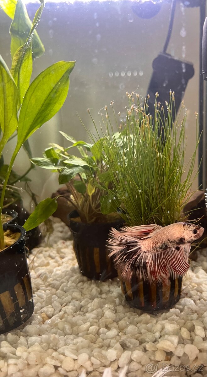 Betta bojovnice s příslušenstvím