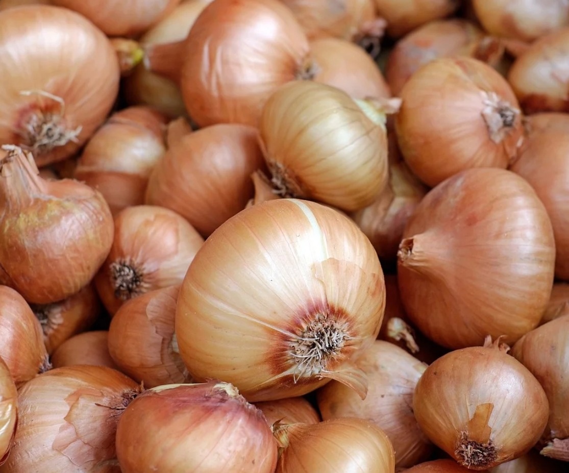 CIBULE 15 kč / kg