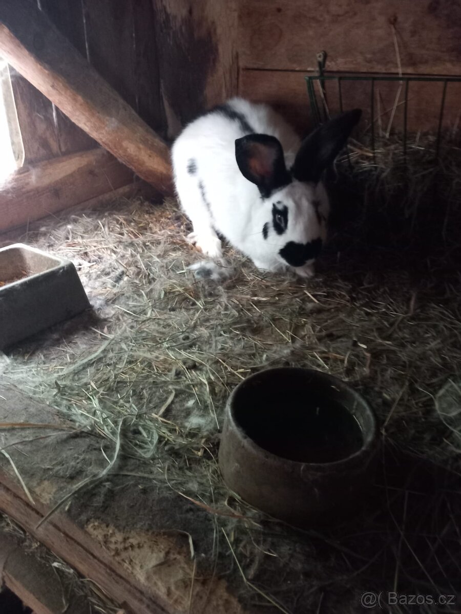 Králíci