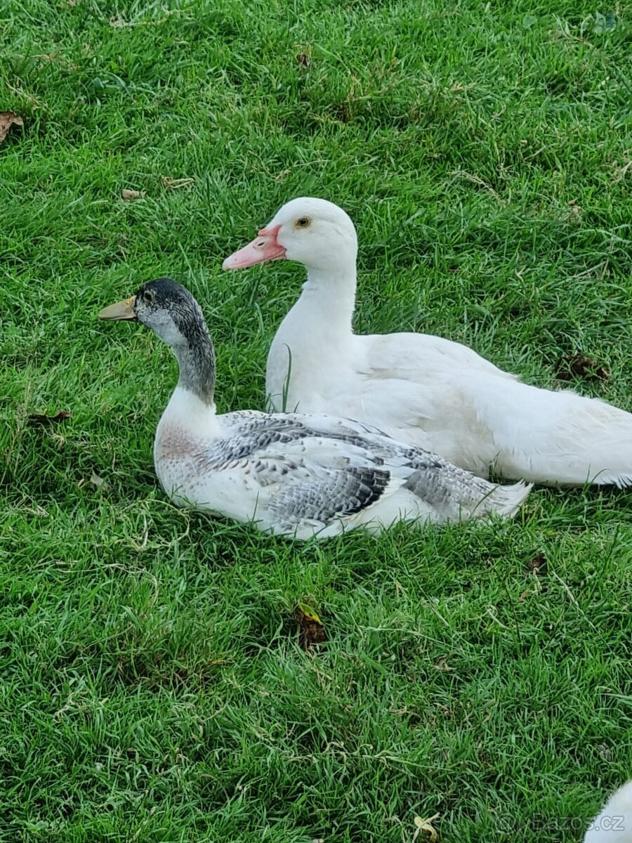 Indický běžec