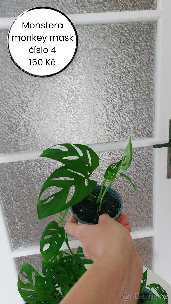 Monstera Monkey Mask - č. 4