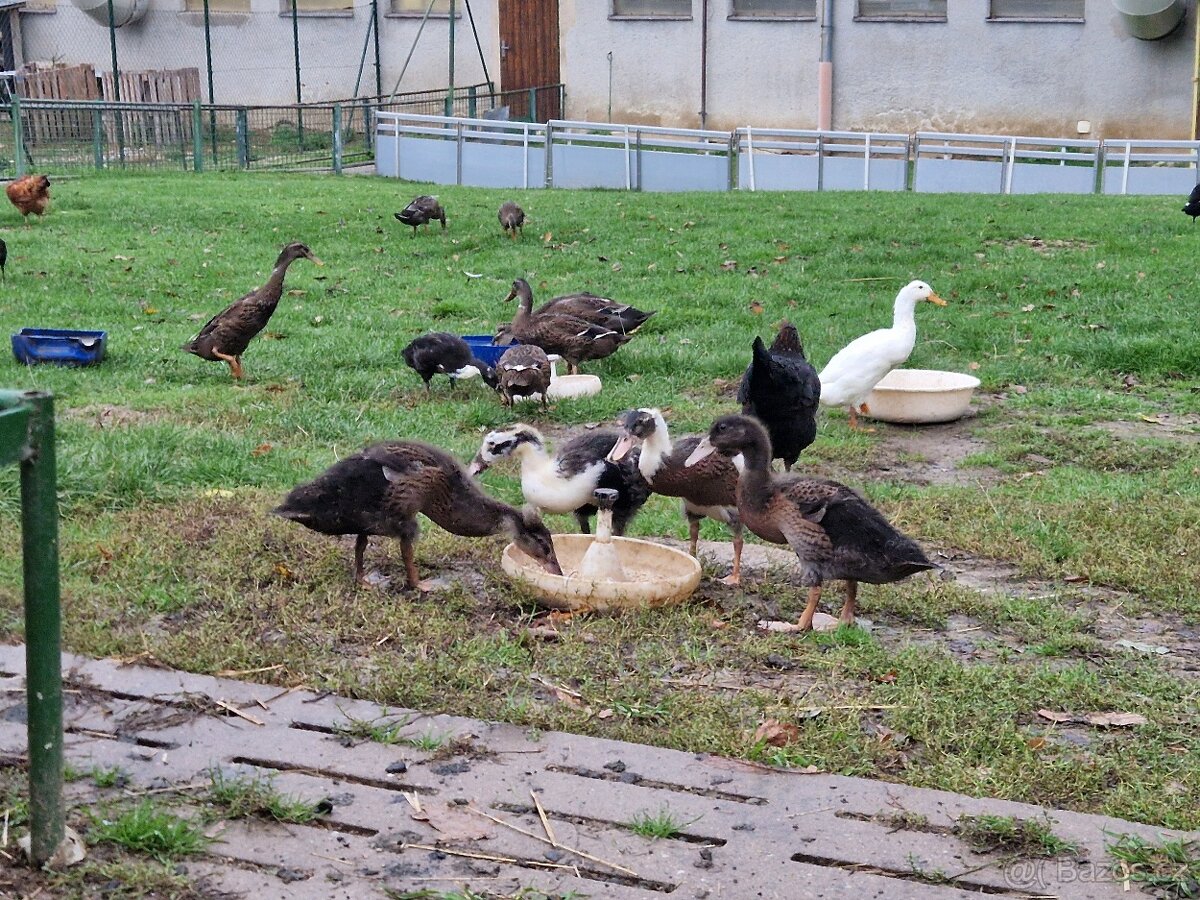 Indický běžec