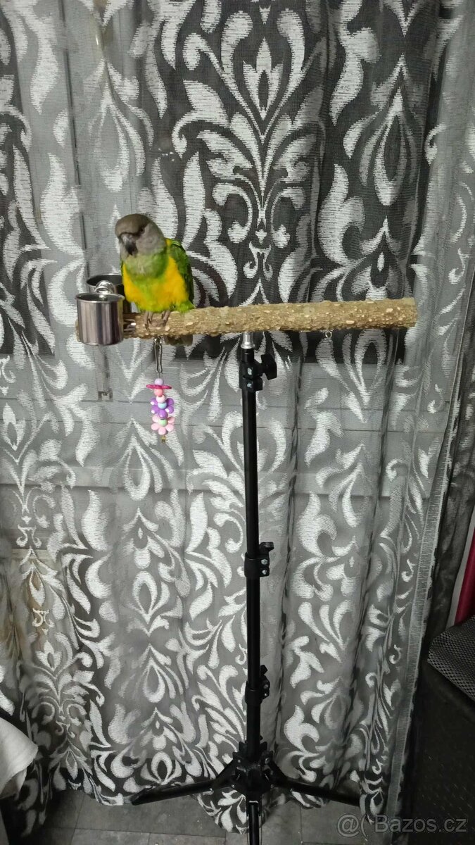 Papoušek senegalsky