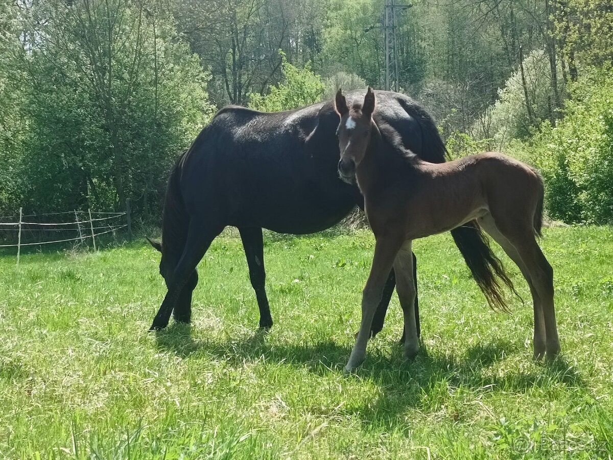 Prodám hrebečka po odstavu