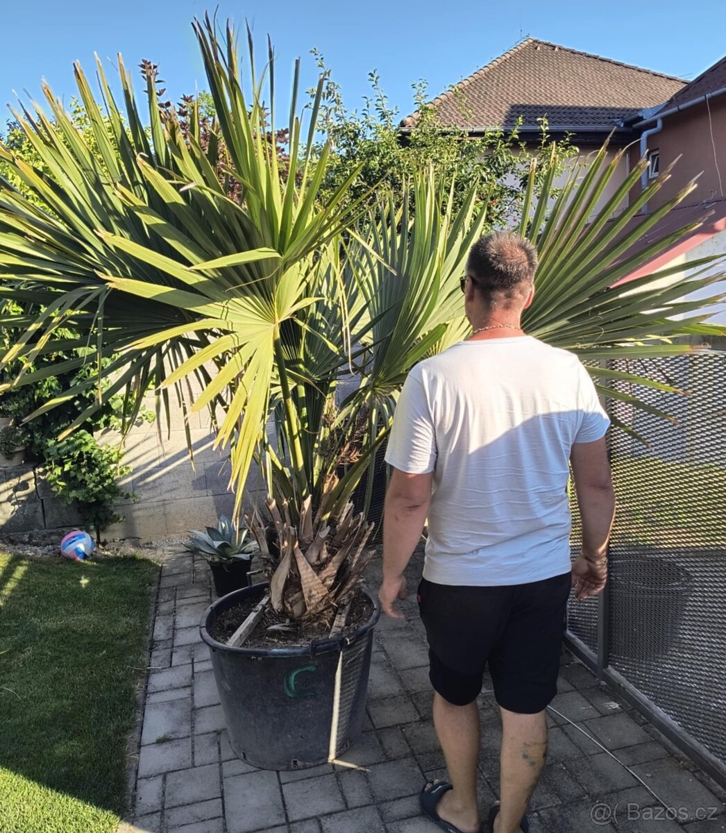 Sabal brazoriensis yucca juka