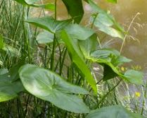 Vodní rostlina Šípatka