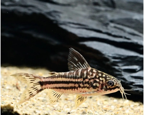 Corydoras nanus