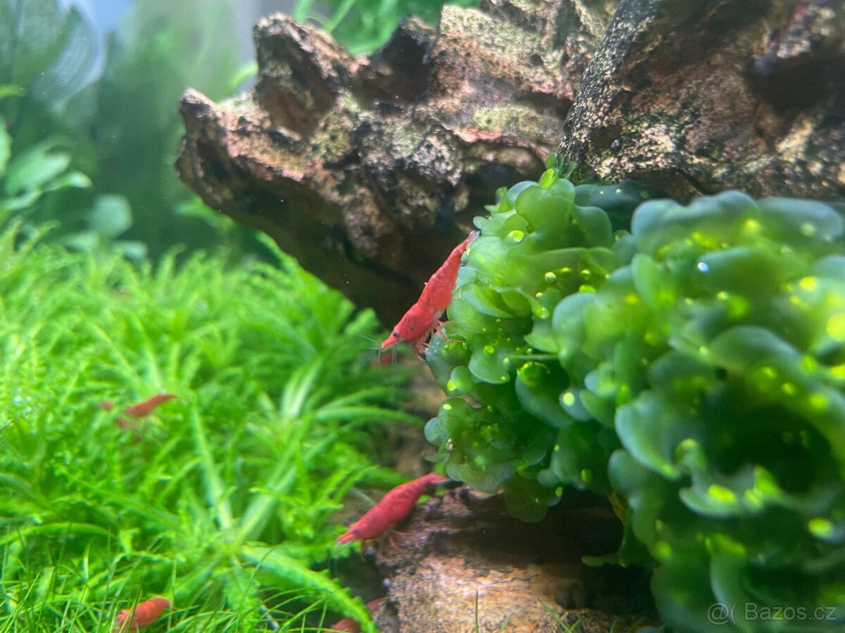 Neocaridina Davidi var. Sakura Red