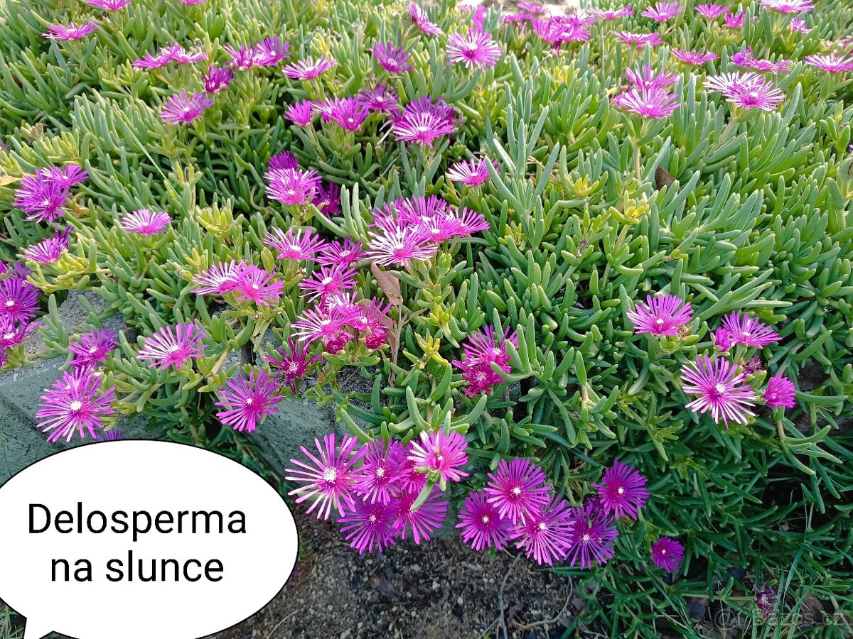 Delosperma kobercová