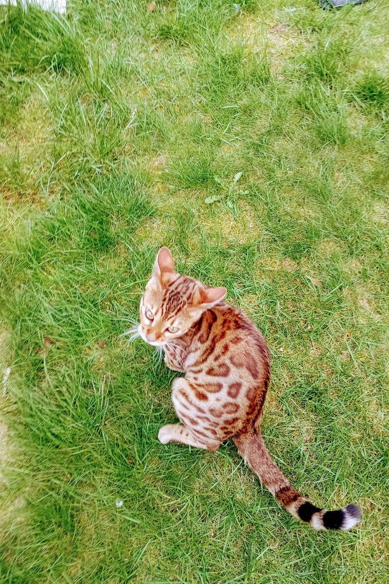 Bengalská
