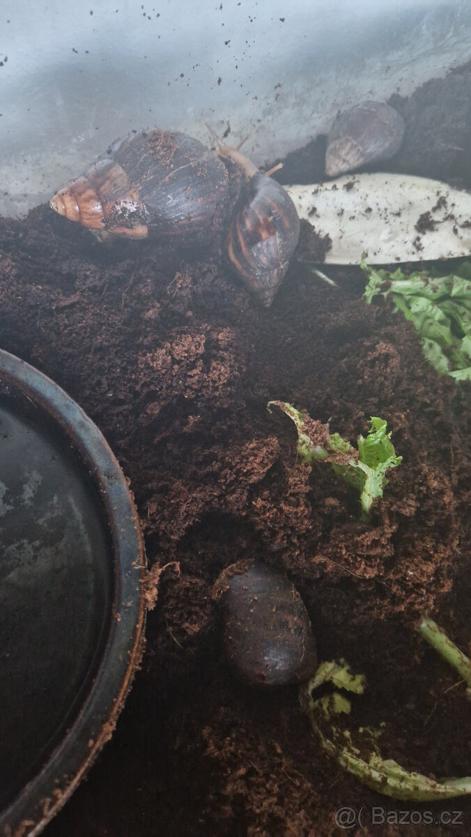 Prodám šneky Achatina skvrnitá - různé velikosti