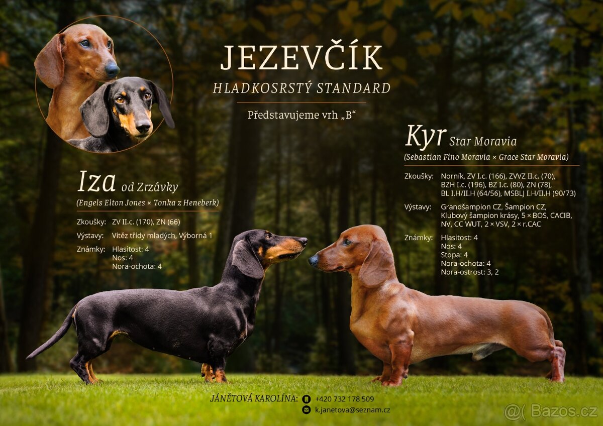 Jezevčík hladkosrstý standard