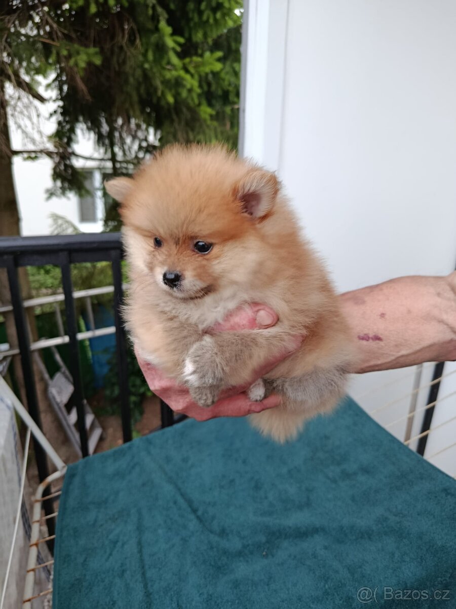 Pomeranian